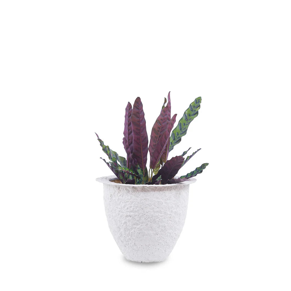 Myrallis Coral Finish - White