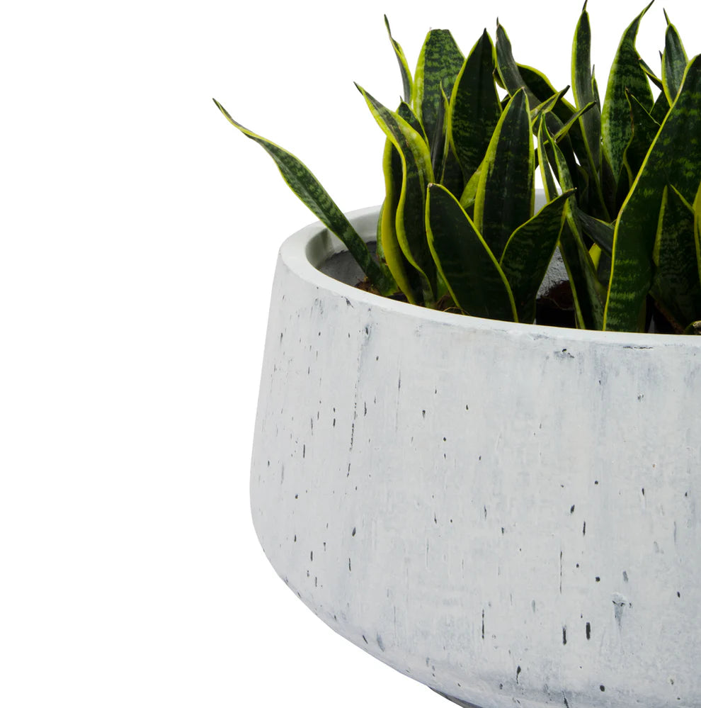 Bonsai Althira White