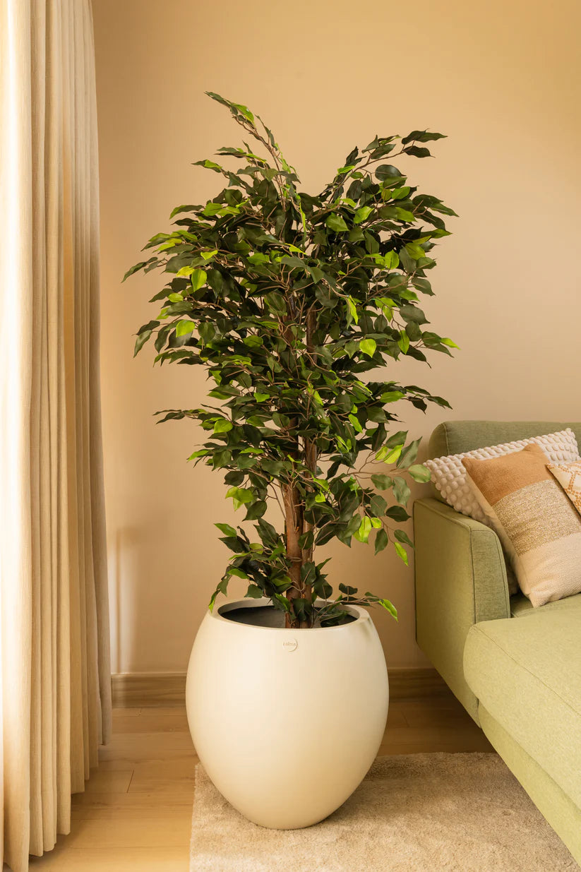 Faux Daro Ficus