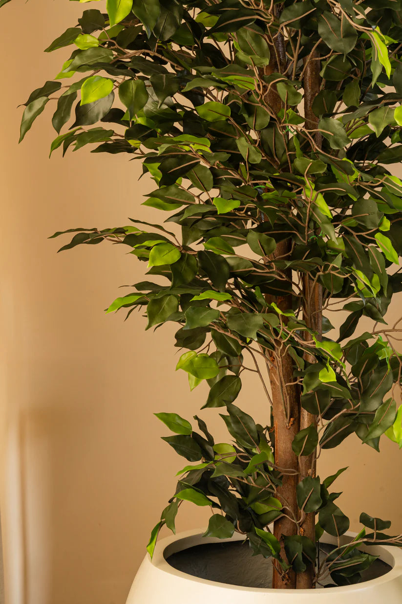 Faux Daro Ficus