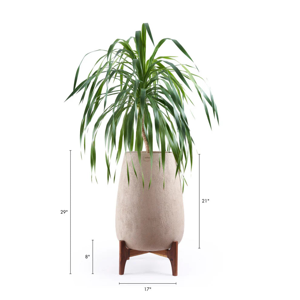 Ilvera With Teak Wooden Stand