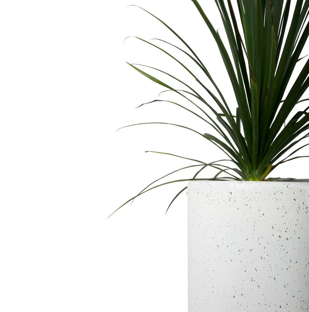 Selvaris with Metal Stand